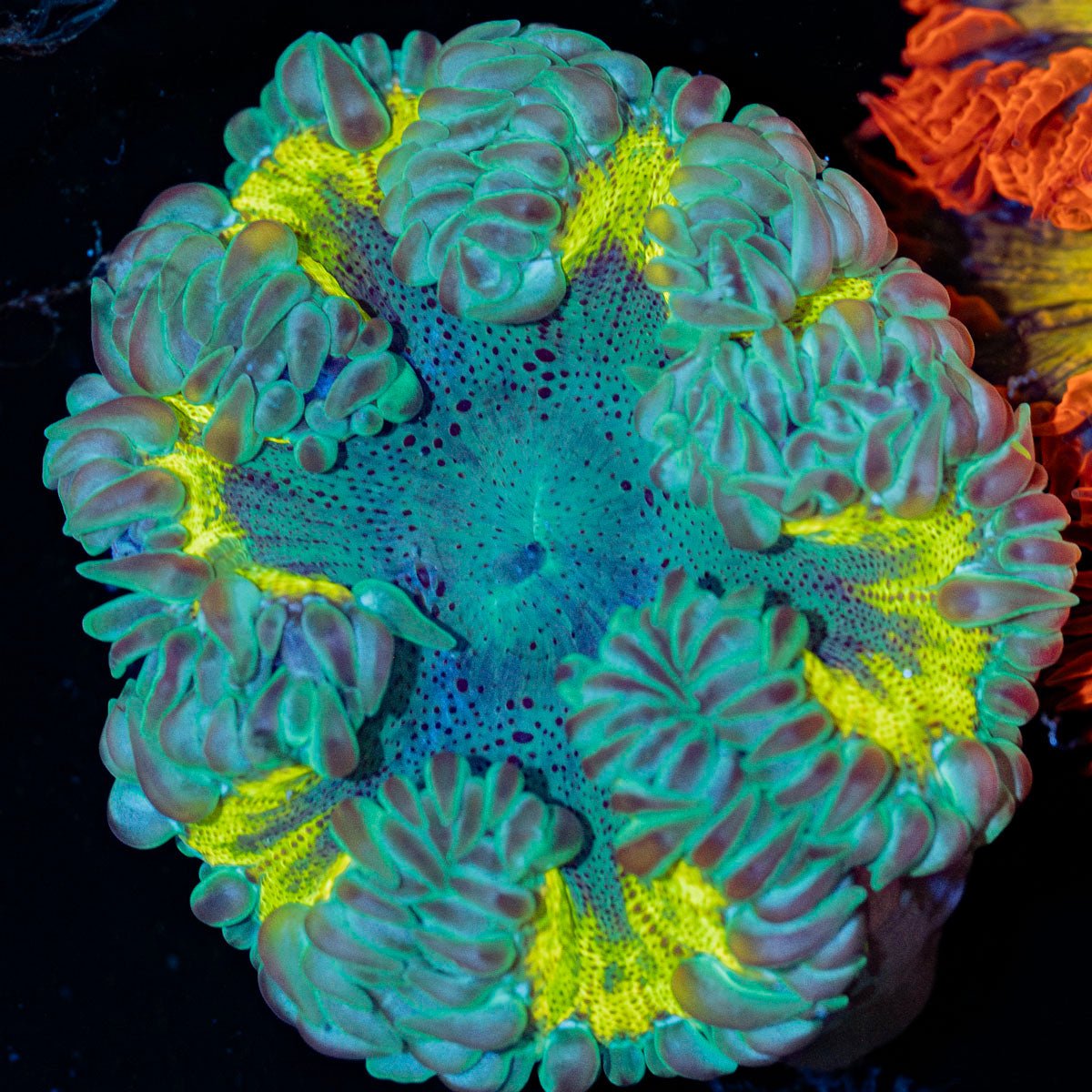 Ultra Rock Flower Anemone with brilliantly patterned appearance in a reef aquarium