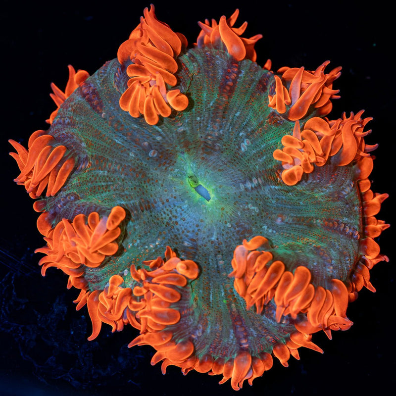 Ultra Rock Flower Anemone