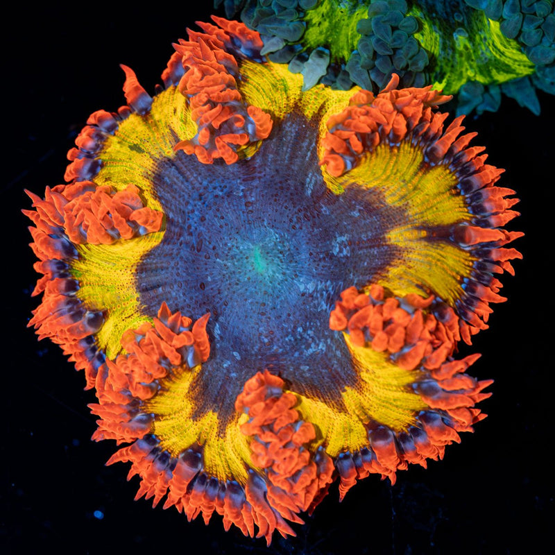 Ultra Rock Flower Anemone