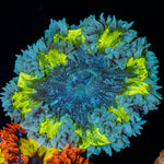 Ultra Rock Flower Anemone with brilliantly patterned appearance in a reef aquarium