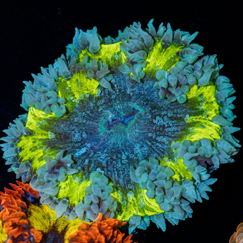 Ultra Rock Flower Anemone