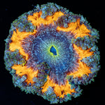 Ultra Rock Flower Anemone with brilliantly patterned appearance in a saltwater aquarium