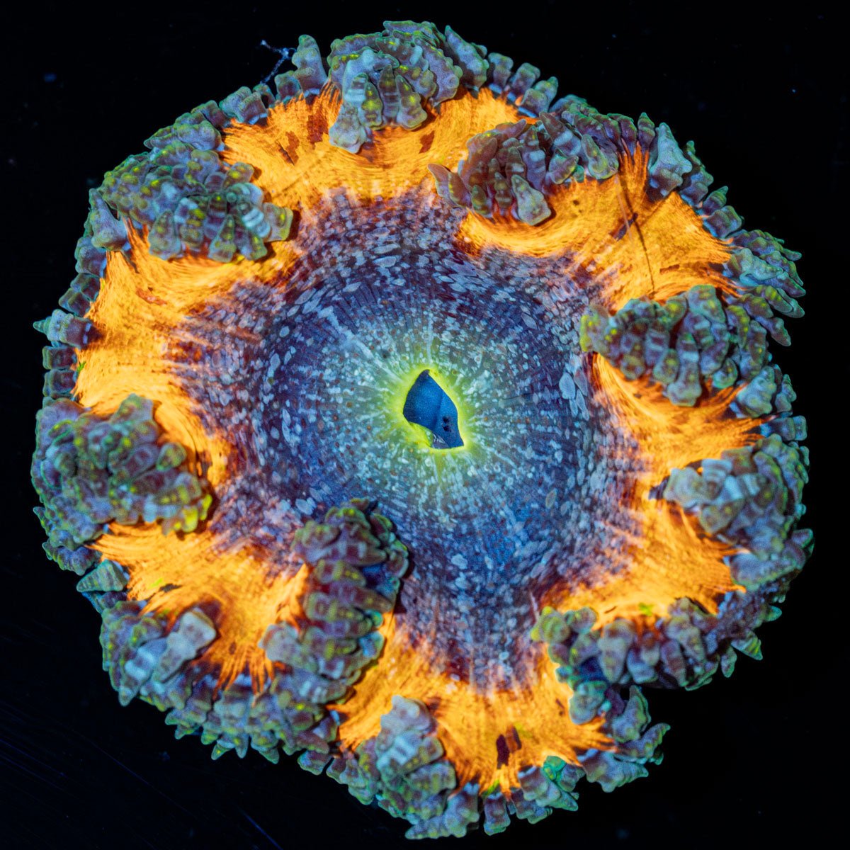 Ultra Rock Flower Anemone with brilliantly patterned appearance in a saltwater aquarium