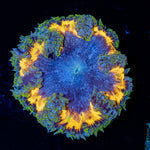 Ultra Rock Flower Anemone with brilliantly patterned appearance in a reef aquarium