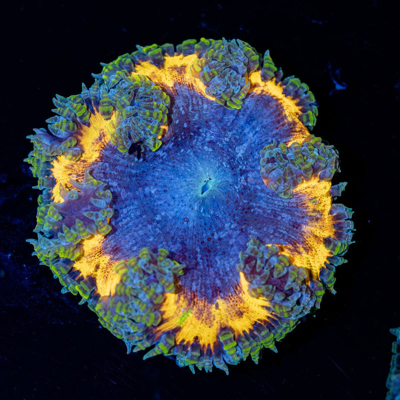 Ultra Rock Flower Anemone