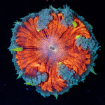Ultra Rock Flower Anemone with brilliantly patterned appearance in a saltwater aquarium