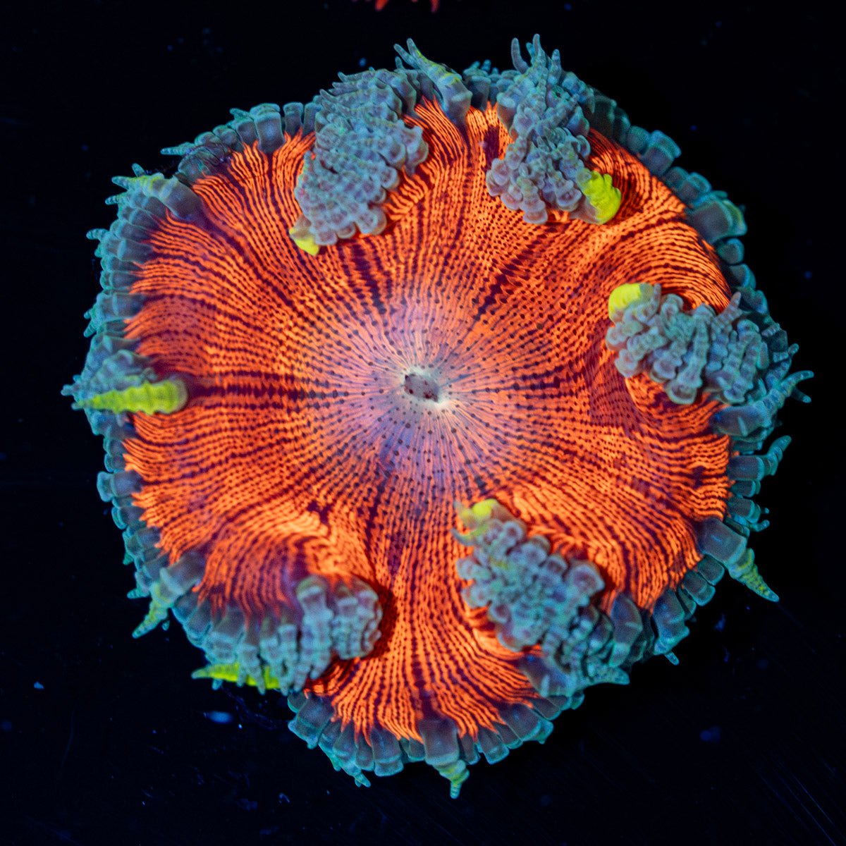 Ultra Rock Flower Anemone with brilliantly patterned appearance in a saltwater aquarium