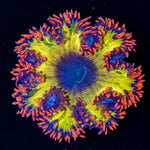 Ultra Rock Flower Anemone with brilliantly patterned appearance in a reef aquarium