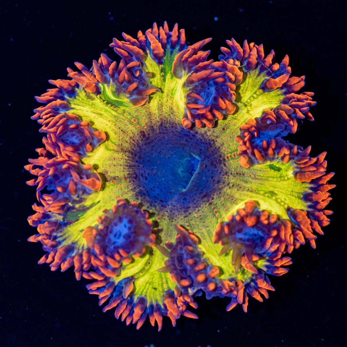 Ultra Rock Flower Anemone with brilliantly patterned appearance in a reef aquarium