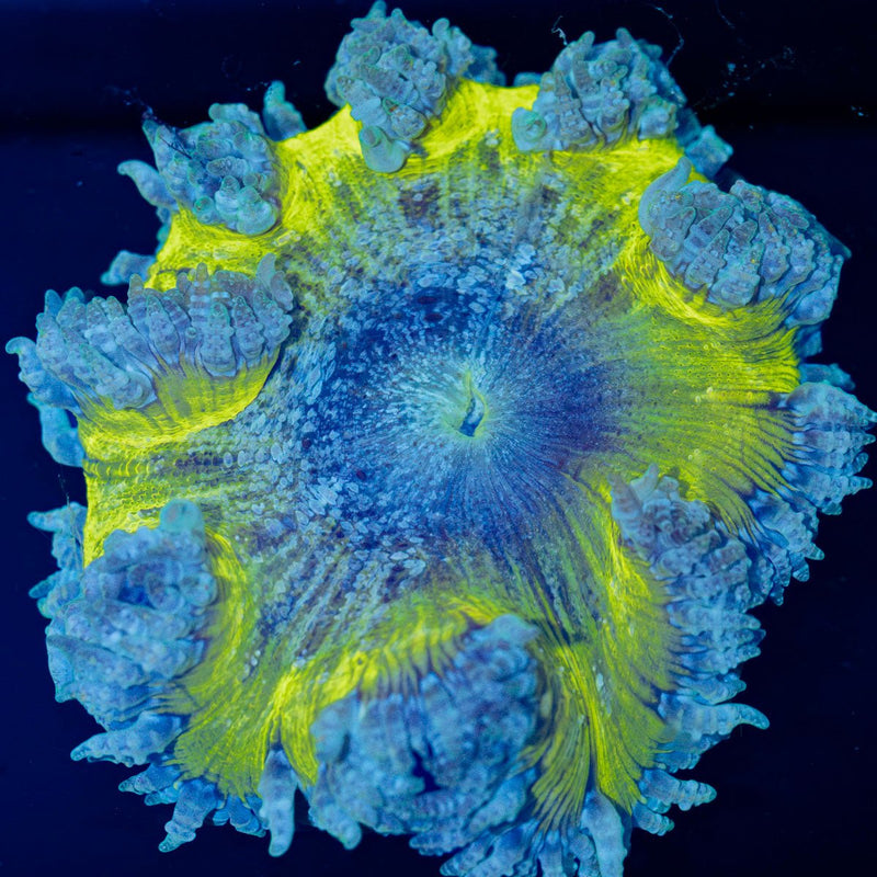 Ultra Rock Flower Anemone