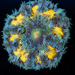 Ultra Rock Flower Anemone with brilliantly patterned appearance in a reef aquarium