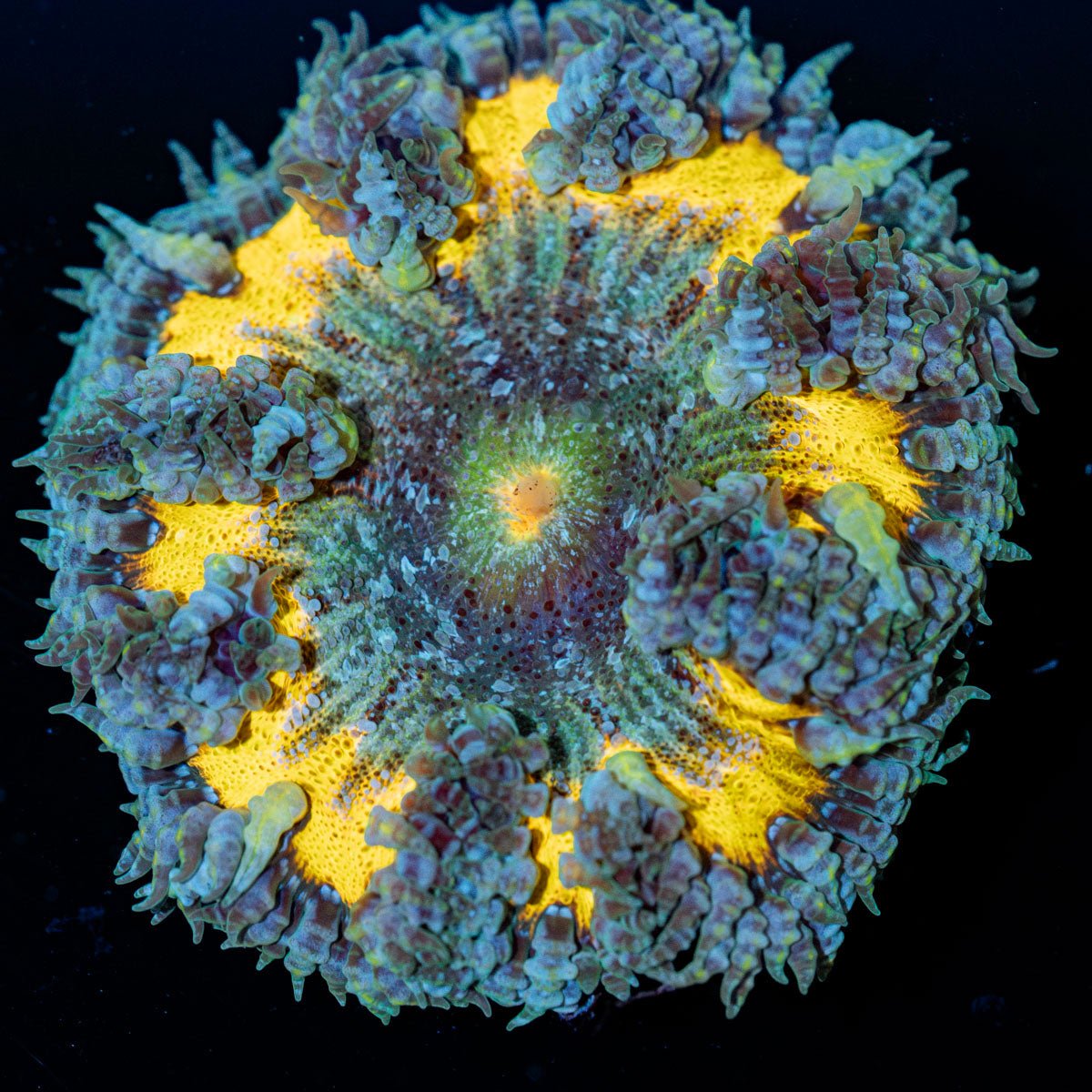 Ultra Rock Flower Anemone with brilliantly patterned appearance in a reef aquarium