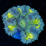 Ultra Rock Flower Anemone with brilliantly patterned appearance in a reef aquarium