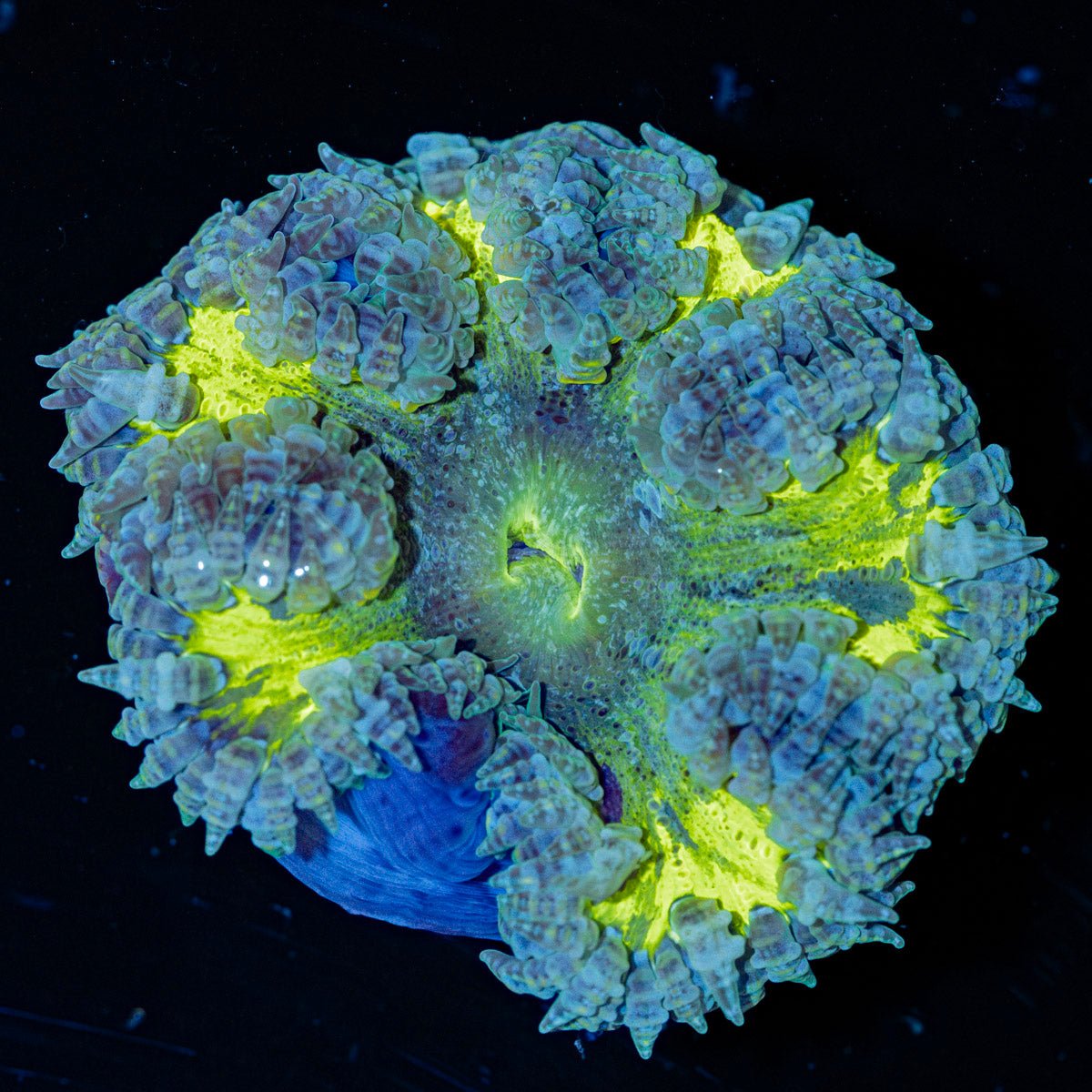 Ultra Rock Flower Anemone with brilliantly patterned appearance in a reef aquarium