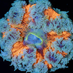 Ultra Rock Flower Anemone with brilliantly patterned appearance in a reef aquarium