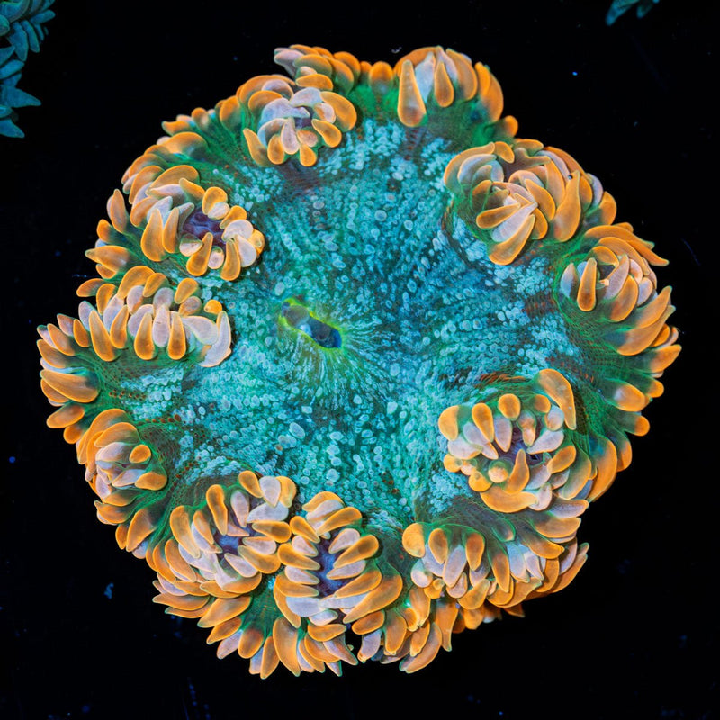 Ultra Rock Flower Anemone