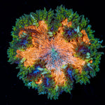 Ultra Rock Flower Anemone with brilliantly patterned appearance in a saltwater aquarium