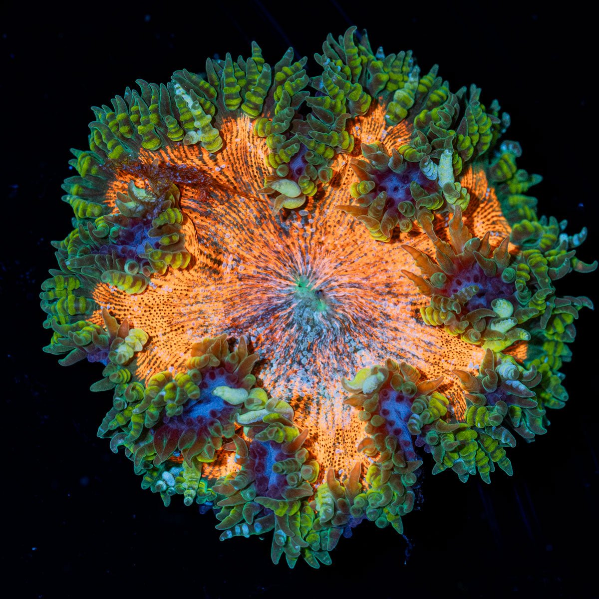 Ultra Rock Flower Anemone with brilliantly patterned appearance in a saltwater aquarium