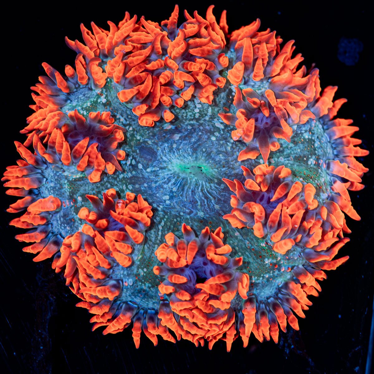 Ultra Rock Flower Anemone with brilliantly patterned appearance in a saltwater aquarium