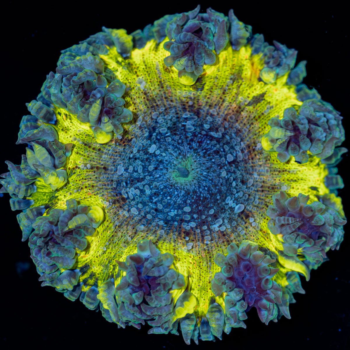 Ultra Rock Flower Anemone with brilliantly patterned appearance in a reef aquarium