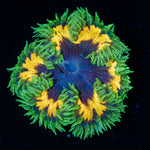 Ultra Rock Flower Anemone with brilliantly patterned appearance in a reef aquarium