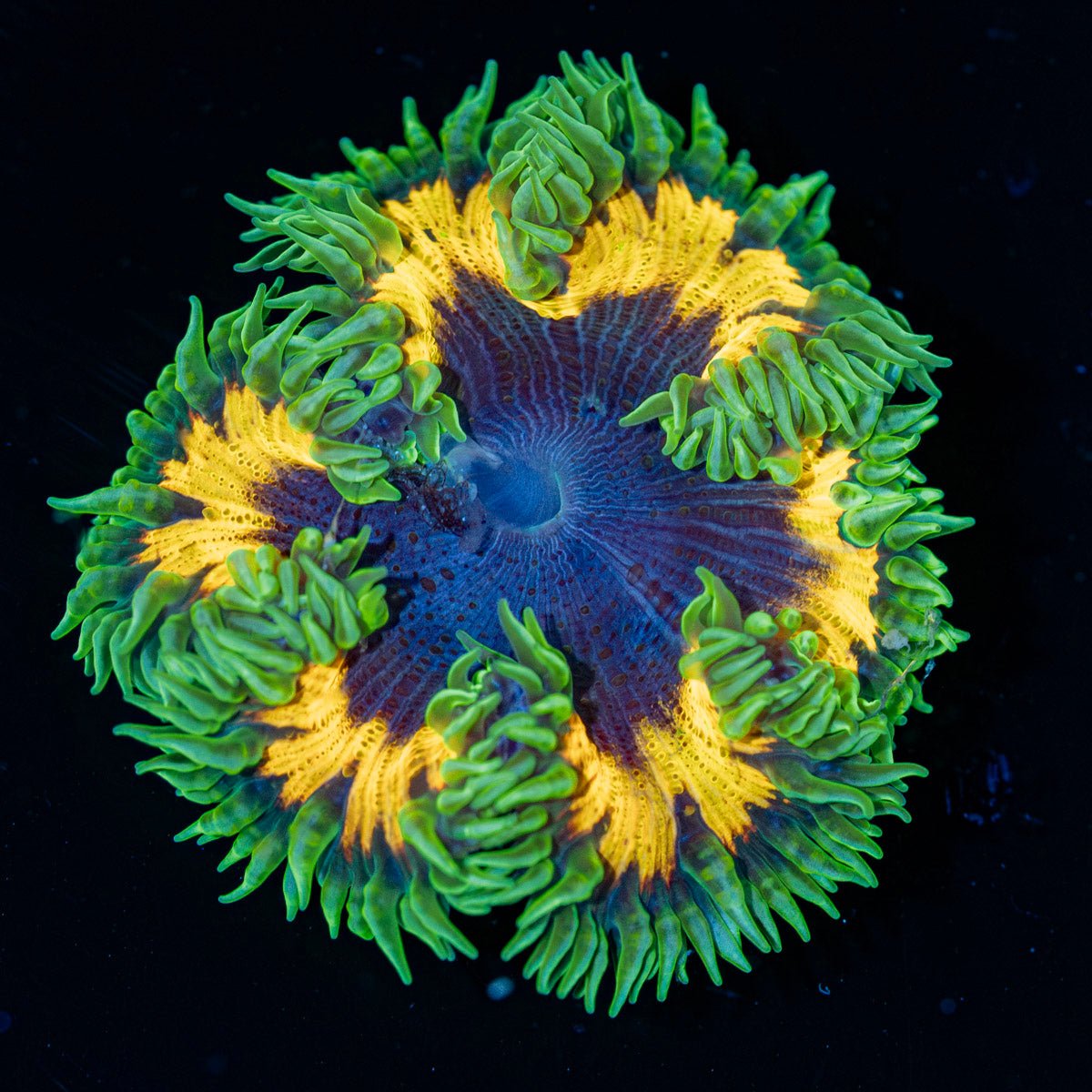 Ultra Rock Flower Anemone with brilliantly patterned appearance in a reef aquarium