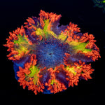 Ultra Rock Flower Anemone with brilliantly patterned appearance in a saltwater aquarium