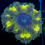 Ultra Rock Flower Anemone with brilliantly patterned appearance in a reef aquarium