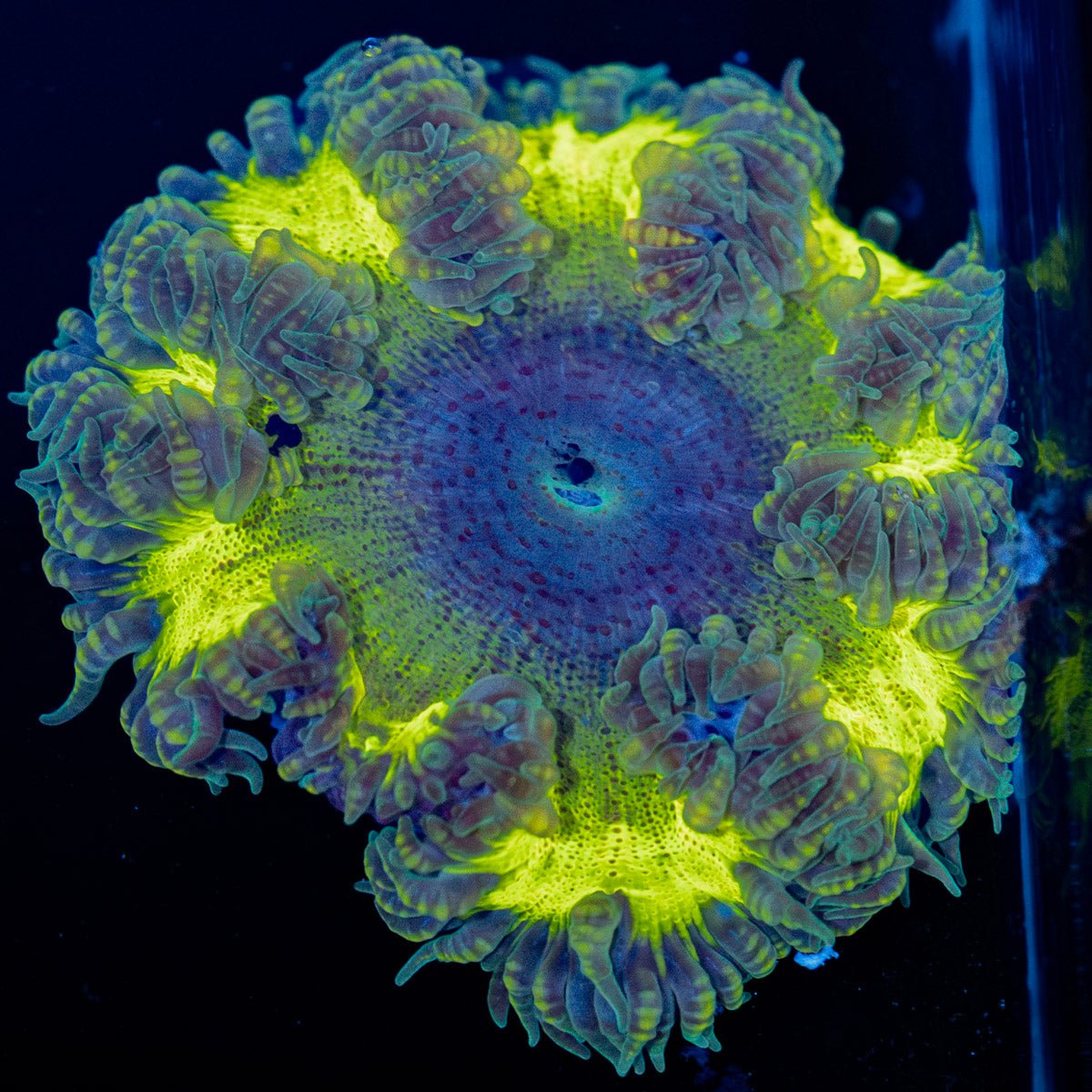 Ultra Rock Flower Anemone with brilliantly patterned appearance in a reef aquarium