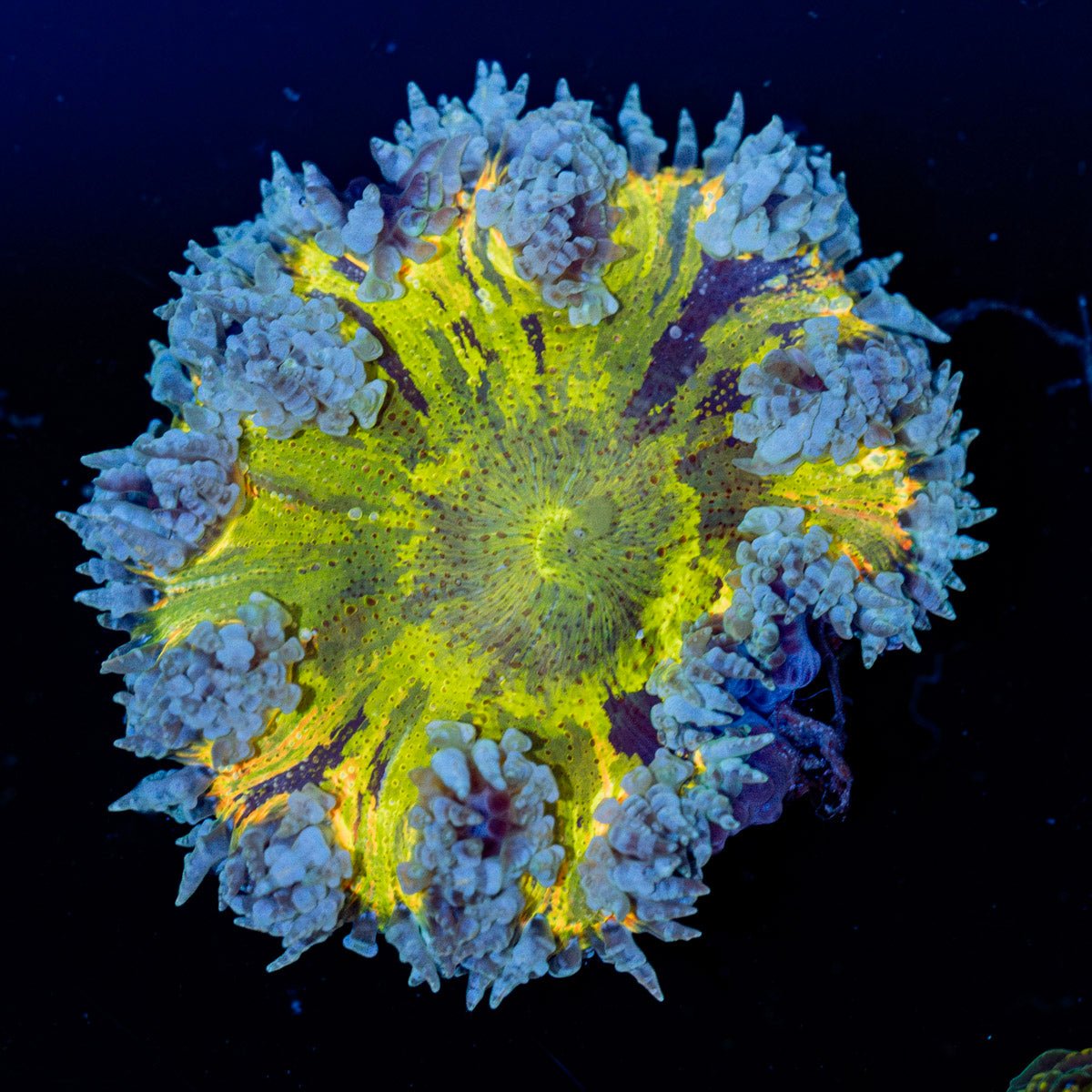 Ultra Rock Flower Anemone with brilliantly patterned appearance in a reef aquarium