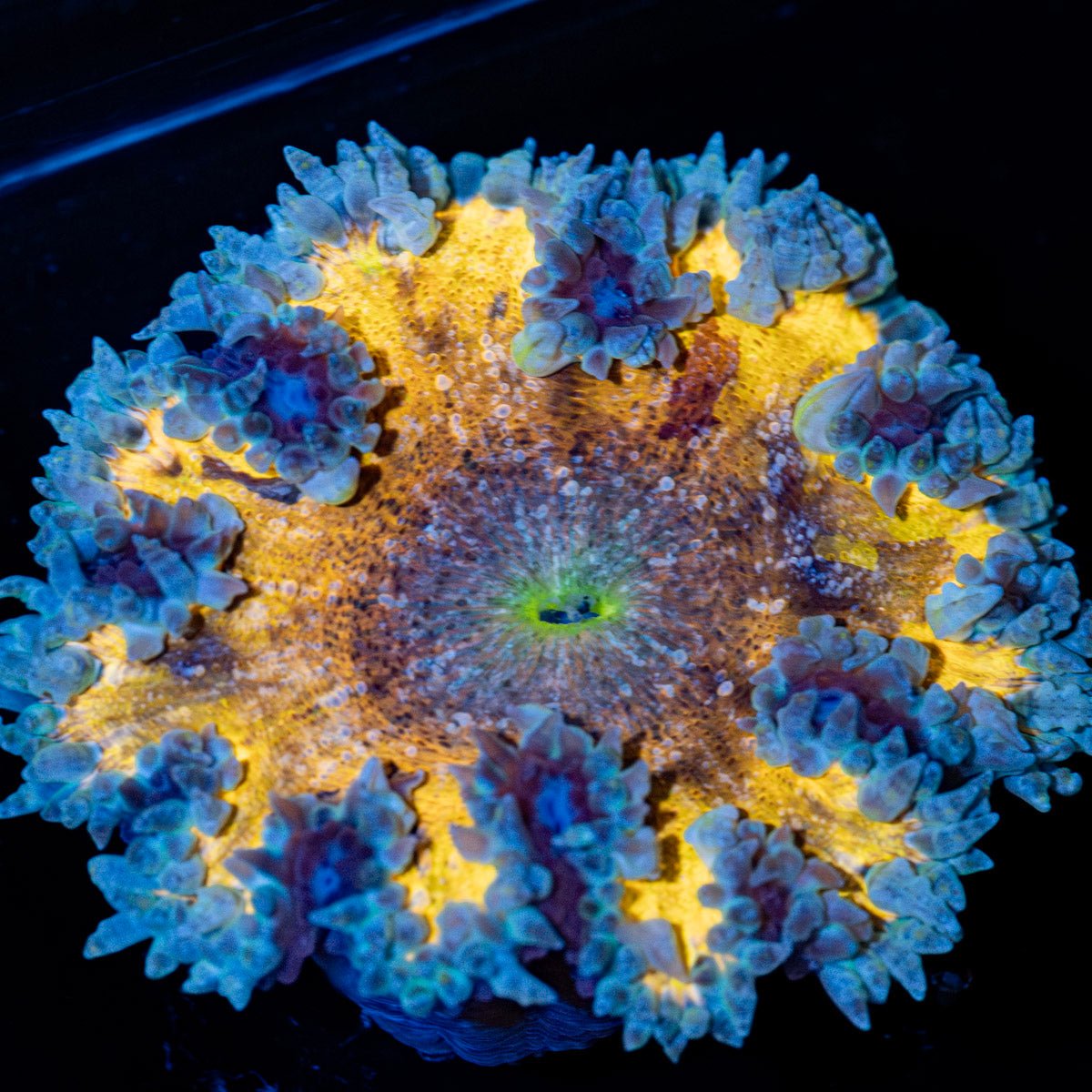 Ultra Rock Flower Anemone with brilliantly patterned appearance in a reef aquarium