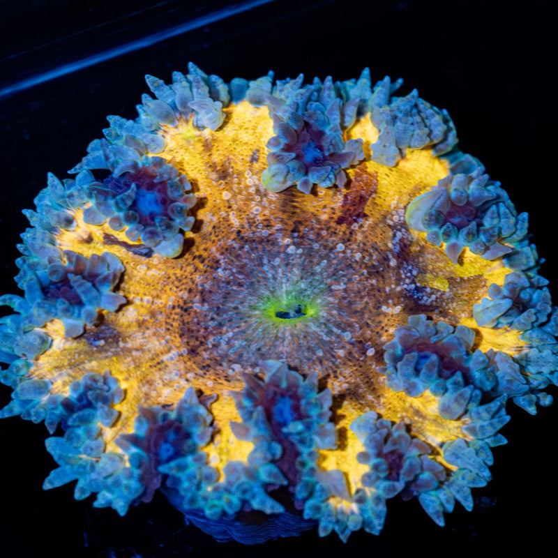 Ultra Rock Flower Anemone