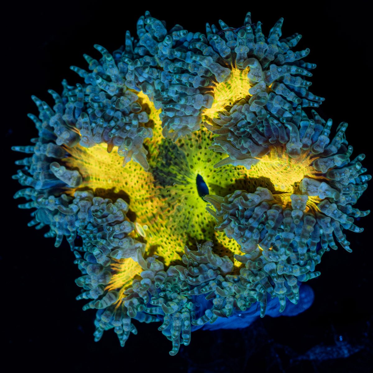 Ultra Rock Flower Anemone with brilliantly patterned appearance in a reef aquarium