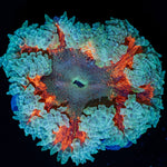 Ultra Rock Flower Anemone with brilliantly patterned appearance in a reef aquarium