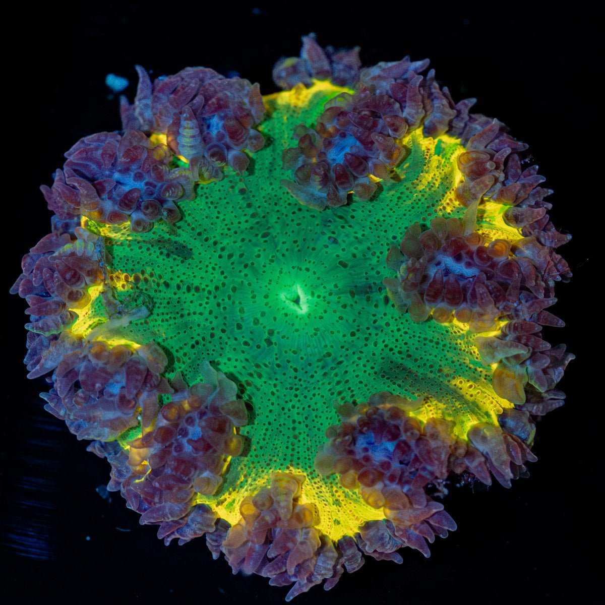 Ultra Rock Flower Anemone with brilliantly patterned appearance in a reef aquarium