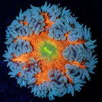 Ultra Rock Flower Anemone with brilliantly patterned appearance in a reef aquarium