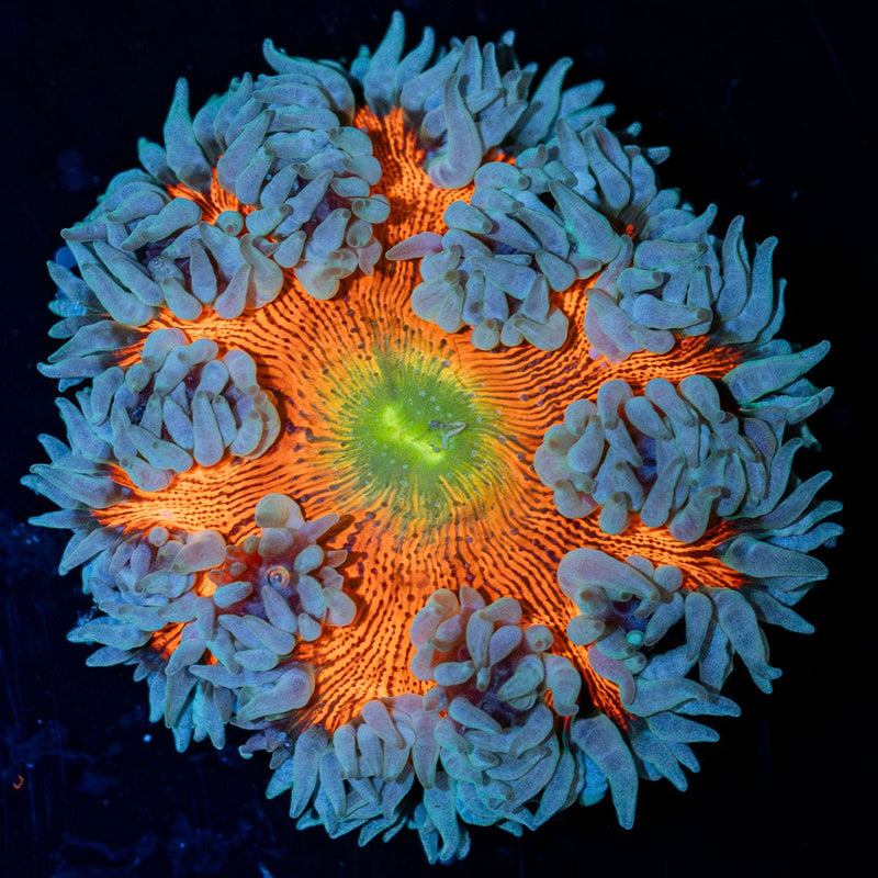 Ultra Rock Flower Anemone