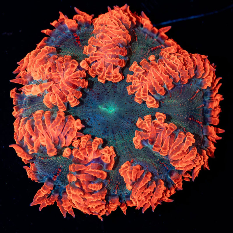 Ultra Rock Flower Anemone