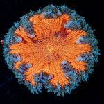 Ultra Rock Flower Anemone with brilliantly patterned appearance in a reef aquarium
