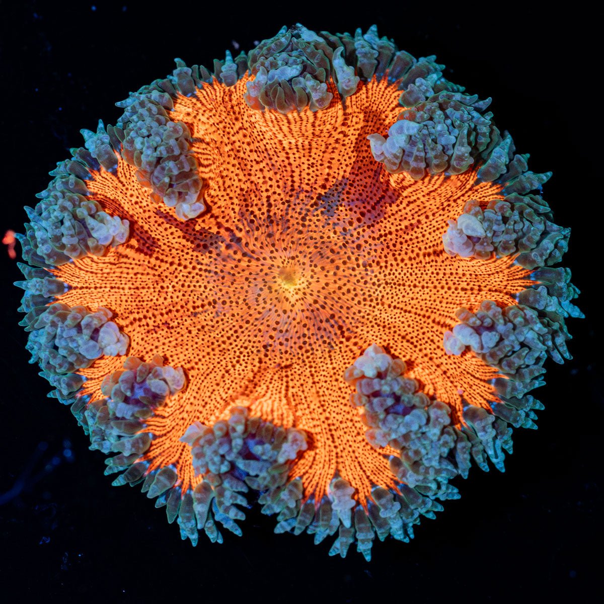 Ultra Rock Flower Anemone with brilliantly patterned appearance in a reef aquarium