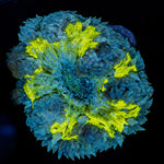 Ultra Rock Flower Anemone with brilliantly patterned appearance in a saltwater aquarium