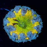 Ultra Rock Flower Anemone with brilliantly patterned appearance in a reef aquarium