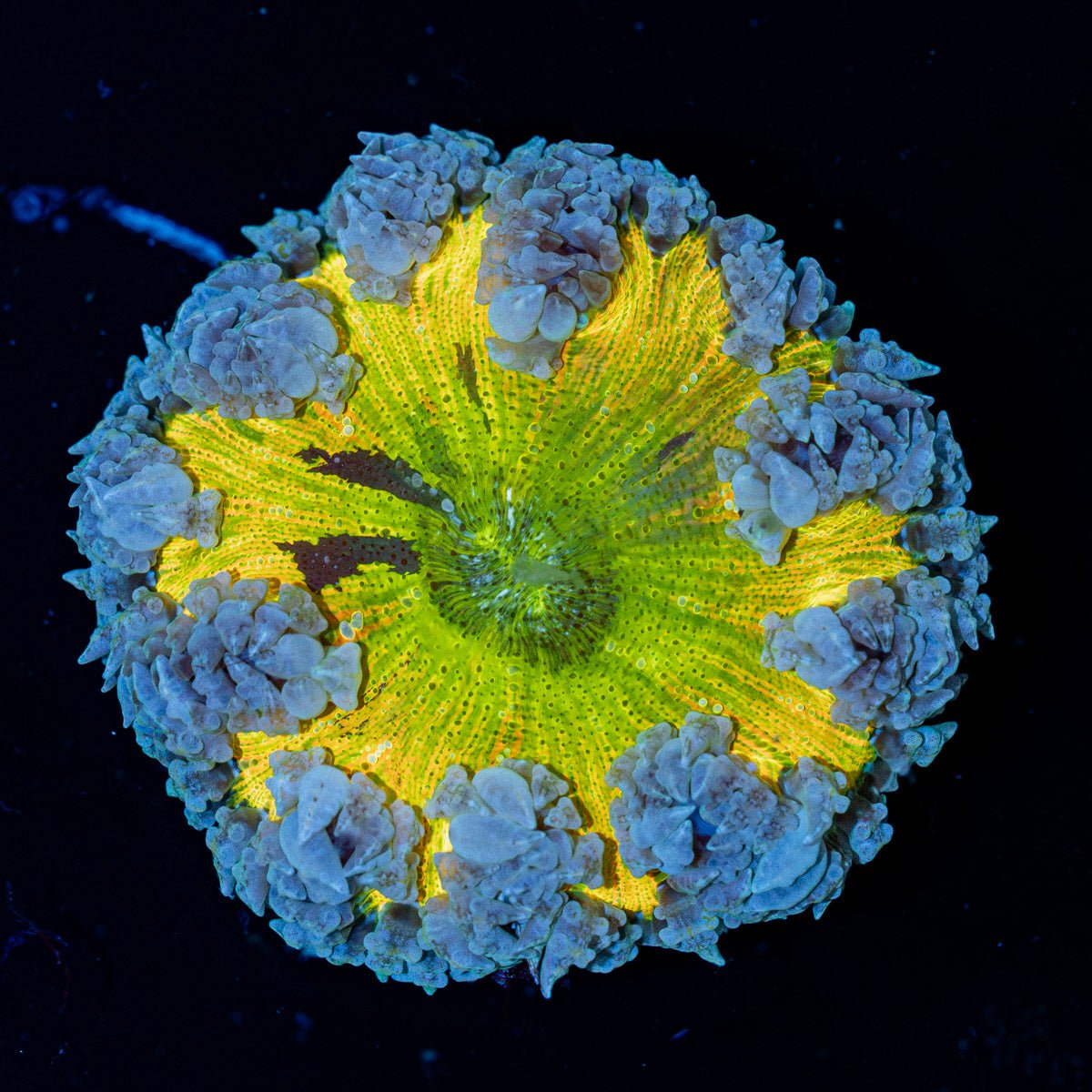 Ultra Rock Flower Anemone with brilliantly patterned appearance in a reef aquarium