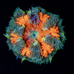 Ultra Rock Flower Anemone with brilliantly patterned appearance in a reef aquarium