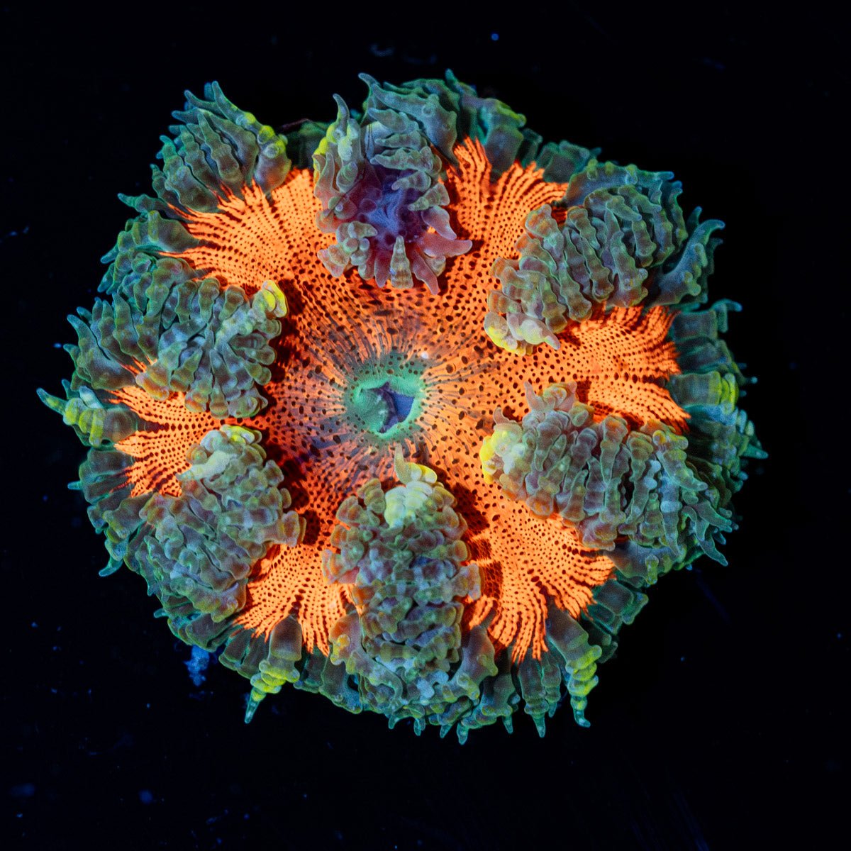Ultra Rock Flower Anemone with brilliantly patterned appearance in a reef aquarium