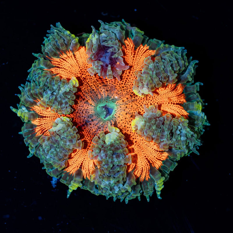 Ultra Rock Flower Anemone