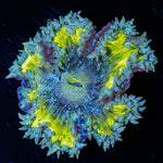 Ultra Rock Flower Anemone with brilliantly patterned appearance in a saltwater aquarium