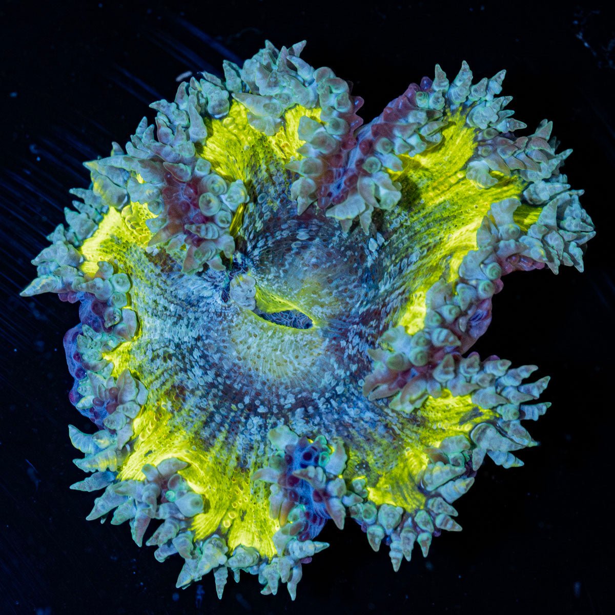 Ultra Rock Flower Anemone with brilliantly patterned appearance in a saltwater aquarium