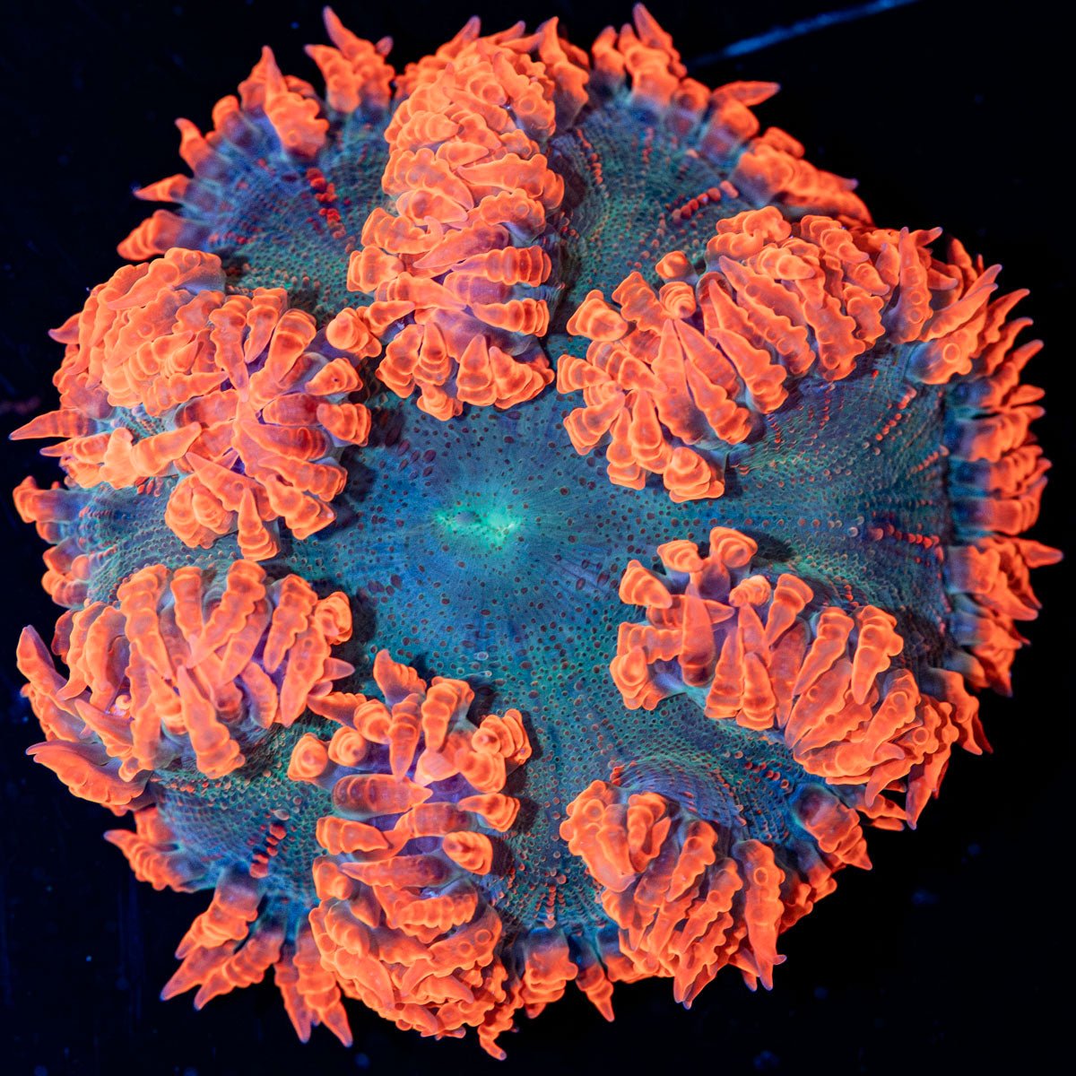 Ultra Rock Flower Anemone with brilliantly patterned appearance in a saltwater aquarium