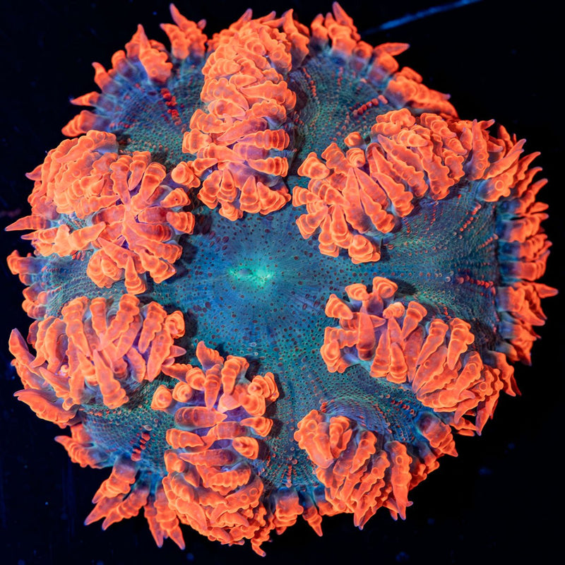 Ultra Rock Flower Anemone